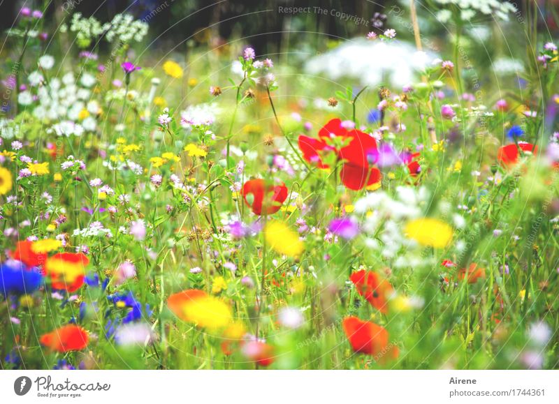 primary colours Plant Flower Poppy Cornflower Common Yarrow Meadow flower Grass Blossoming Growth Happiness Natural Multicoloured Green Red White