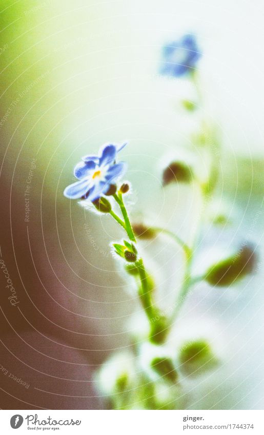 AST9 | Encounter (Flowers Lensbaby Macro) Nature Plant Spring Leaf Blossom Blue Brown Green Small 2 blurriness lensbaby Soft Anonymous Bud Upward Colour photo