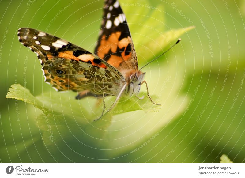 butterfly Colour photo Exterior shot Close-up Day Animal portrait Looking into the camera Nature Sunlight Summer Beautiful weather Leaf Foliage plant Butterfly