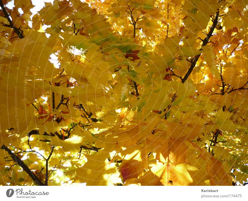 the hanging of the ball during the process of autumn. Design Calm Thanksgiving Environment Nature Sunlight Autumn Tree Leaf Maple tree Maple leaf Park Gold Hang