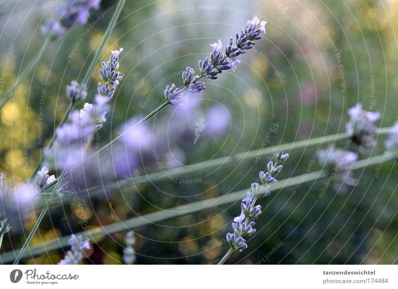 lavender Colour photo Exterior shot Nature Plant Summer Fragrance Natural Green Violet Lavender Flower Stalk Blossom Medicinal plant Day