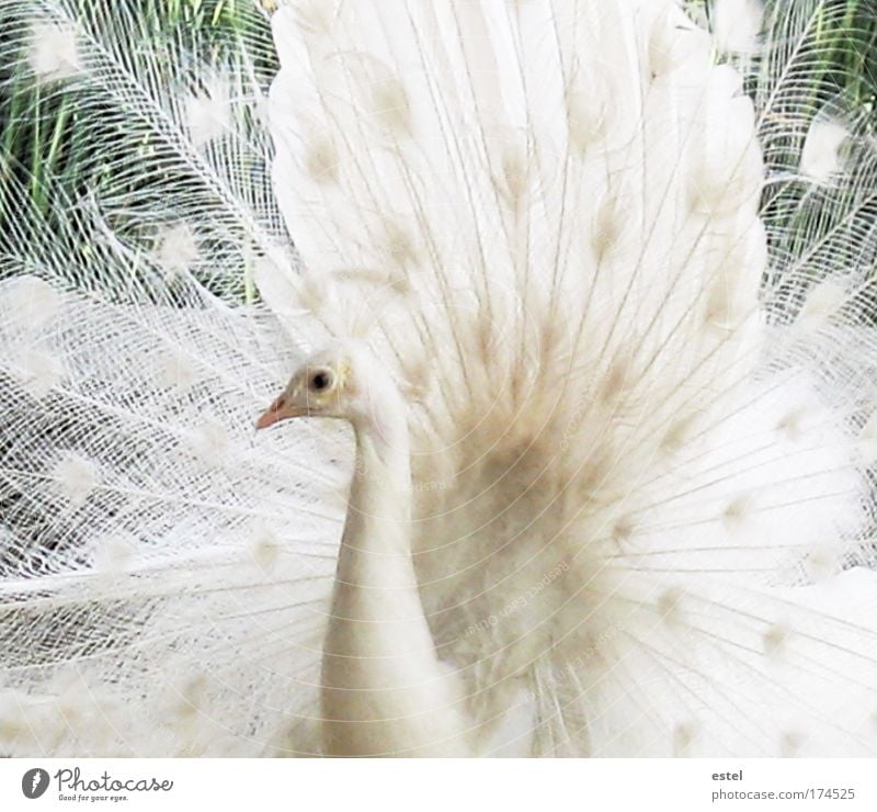 The white dream Colour photo Subdued colour Exterior shot Close-up Detail Deserted Day Animal portrait Looking Looking into the camera Nature Wild animal Bird