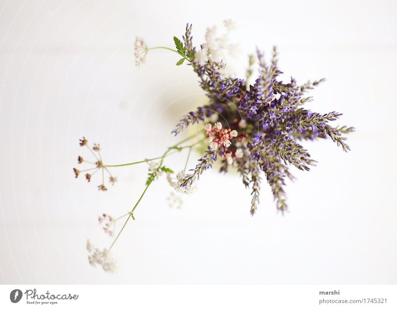 summer bouquet Nature Plant Flower Blossom Agricultural crop Garden Meadow Moody Summery Lavender Perspective Bird's-eye view Colour photo Interior shot