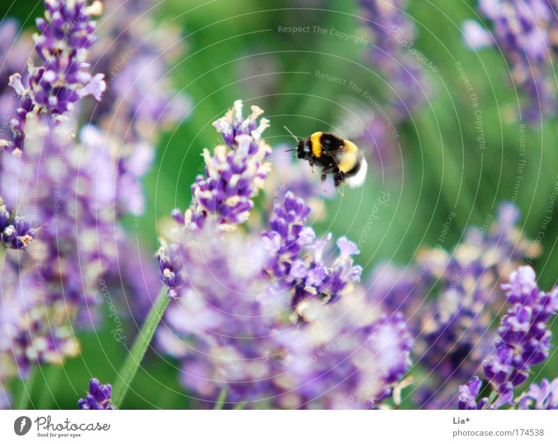 Sum the fat bumblebee Colour photo Exterior shot Detail Macro (Extreme close-up) Plant Flower Lavender Bee Bumble bee Insect 1 Animal Flying Yellow Green Violet