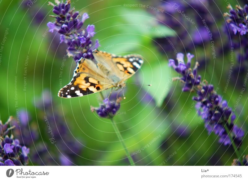 green-purple-yellow Colour photo Exterior shot Detail Macro (Extreme close-up) Plant Lavender Butterfly 1 Animal Crouch Multicoloured Yellow Green Violet