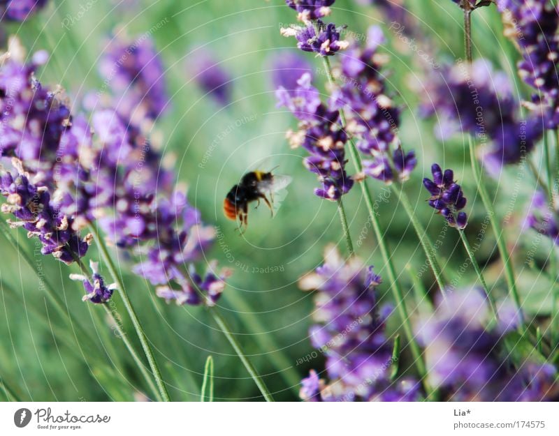 trip Trip Plant Lavender Bee Bumble bee Insect wild bee 1 Animal Flying Green Violet Ease bumblebee flight Medicinal plant Orientation Movement Colour photo