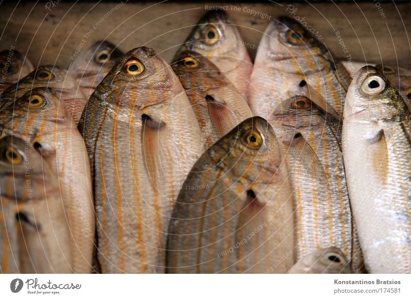 SEAFOOD - GOLDSTRIEME Colour photo Subdued colour Exterior shot Close-up Deserted Day Food Fish Nutrition Organic produce Fishing (Angle) Fisherman Ocean