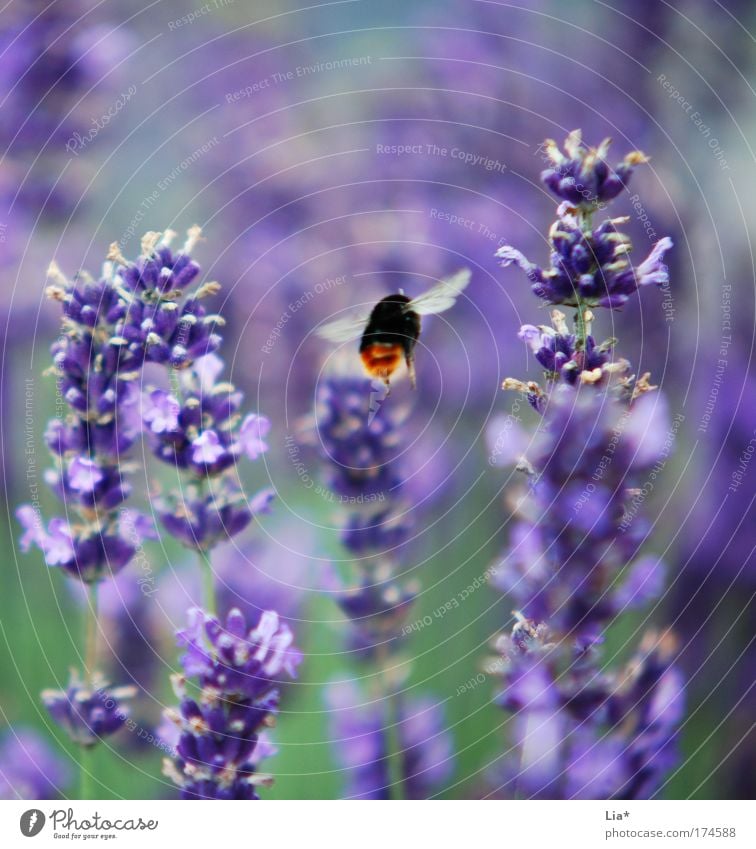 Ssssssssssuuummmmm Colour photo Detail Macro (Extreme close-up) Plant Lavender Lavender field Bee Bumble bee wild bee Insect Flying Green Violet Aviation