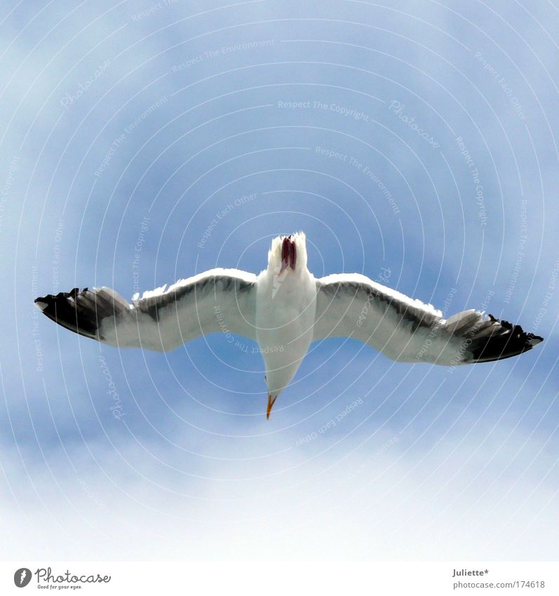 Keep the overview! Colour photo Exterior shot Day Sunlight Upward Nature Air Sky Summer Beautiful weather Animal Wing Seagull 1 Free Infinity Near Natural Blue