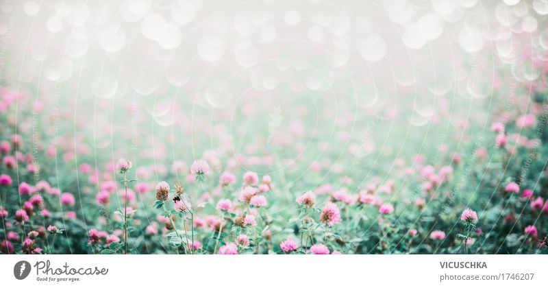 Meadow with flowering clover Lifestyle Design Summer Environment Nature Landscape Plant Beautiful weather Flower Blossom Garden Park Field Flag Soft Pink Style