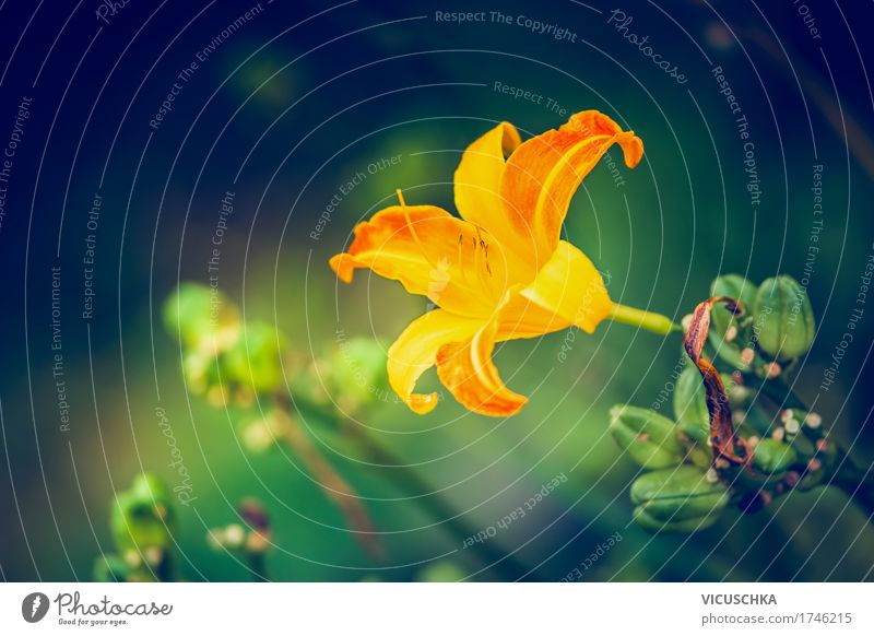 Day lily blossom in ridges Design Summer Garden Nature Plant Flower Leaf Blossom Park Yellow Pollen Daylily Beautiful Colour photo Exterior shot Close-up