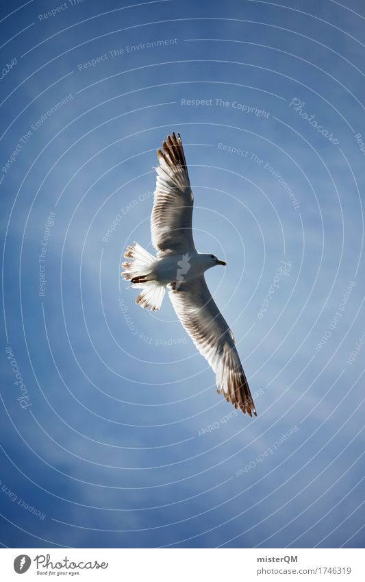 High-flyer. Environment Nature Air Esthetic Wind Flying Seagull Ease Gull birds Seagull droppings Wing Feather Blue sky Colour photo Multicoloured Exterior shot