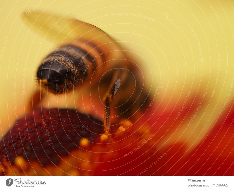 sum total Animal Farm animal Wild animal Bee 1 Beautiful Natural Yellow Orange Love of animals Colour photo Deserted Day Shallow depth of field Animal portrait