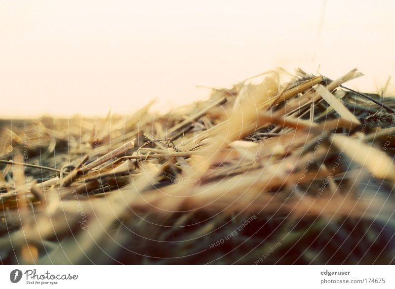 transience Colour photo Exterior shot Detail Macro (Extreme close-up) Deserted Morning Dawn Day Evening Twilight Shallow depth of field Worm's-eye view Nature