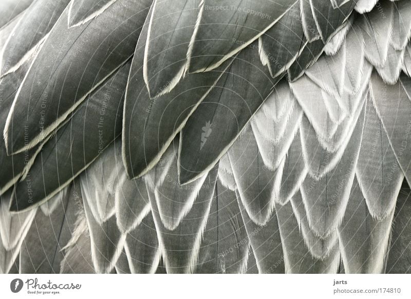 Free picture: Close-up texture of wing white feathers of bird