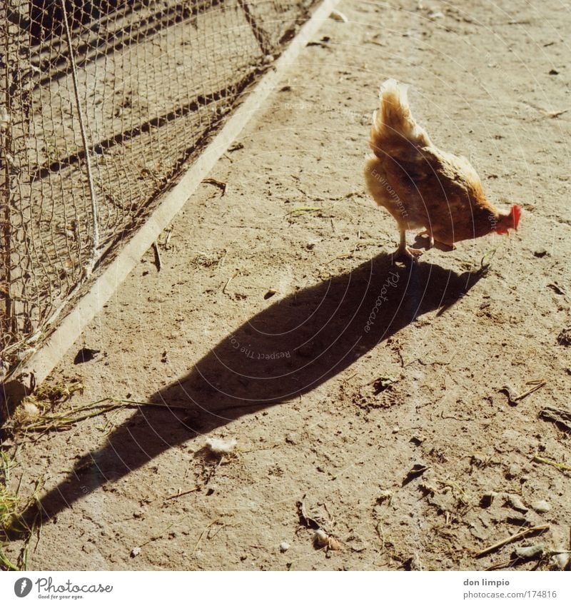 tap perspective Exterior shot Close-up Long shot Food Nutrition Organic produce Animal Farm animal Bird Barn fowl 1 Feeding Brown Bird 'flu Plumed Courtyard