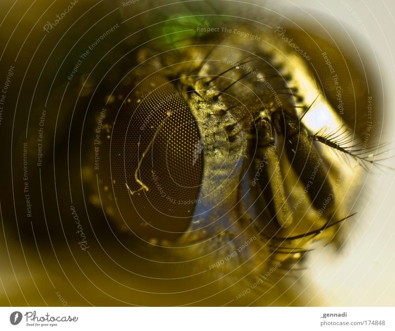 AT THE TOP OF THE STAIRS. Animal Animal face Crash Night life Fly Lie Hideous Colour photo Interior shot Close-up Macro (Extreme close-up) Deserted Shadow