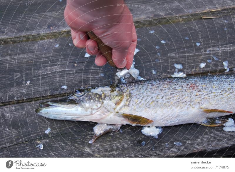 after the catch is before the meal Colour photo Exterior shot Copy Space top Fish Nutrition Organic produce Vacation & Travel Hand Fingers 1 Human being Nature