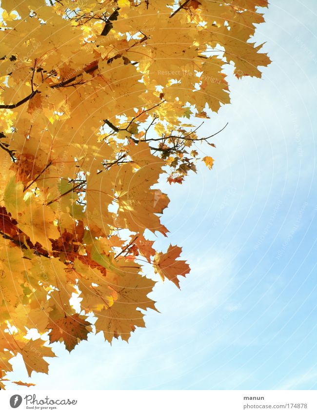 autumnal Colour photo Exterior shot Structures and shapes Copy Space right Neutral Background Day Shadow Sunlight Sunbeam Back-light Central perspective