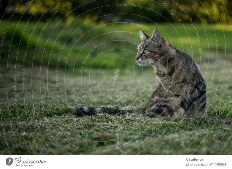 I see something... Cat in the grass of the meadow Nature Summer Grass Meadow Animal Pet 1 Observe Looking Sit pretty Brown Yellow Green Black attention