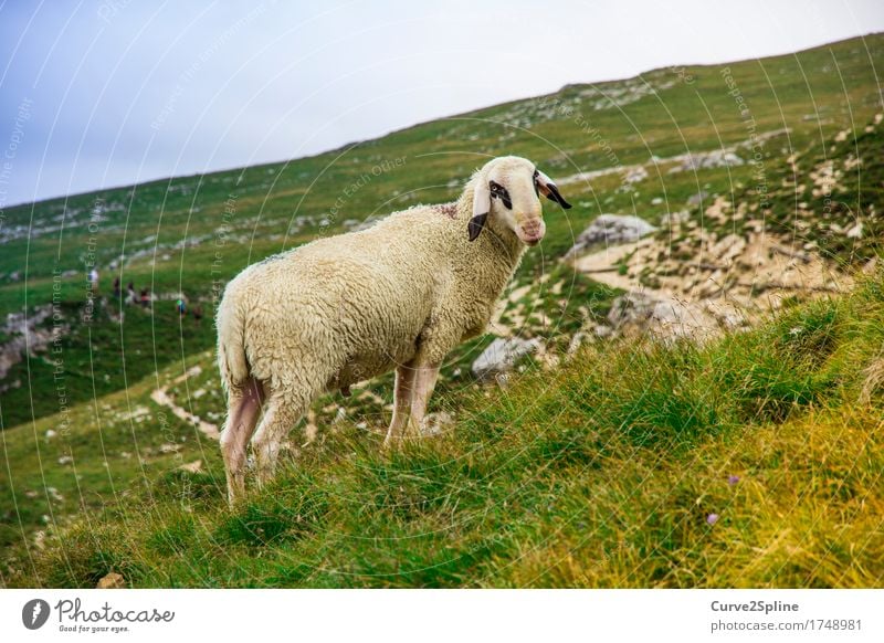 The lonely sheep Nature Landscape Elements Sky Summer Meadow Field Hill Rock Animal Farm animal Sheep 1 Looking Stand South Tyrol Wool Ram Lamb's wool Pelt