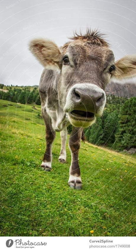Moo cow Nature Clouds Fog Forest Animal Farm animal Cow Stand Alpine pasture Ruminant Green Mountain meadow South Tyrol Milk Snout Gray Colour photo