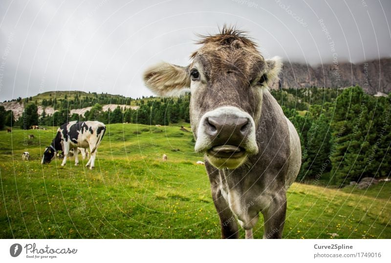 Moo cow Nature Clouds Fog Meadow Field Forest Hill Rock Mountain Animal Farm animal Cow 2 Looking Stand Tongue Snout Gray Green Grass South Tyrol Cute Lick Pelt