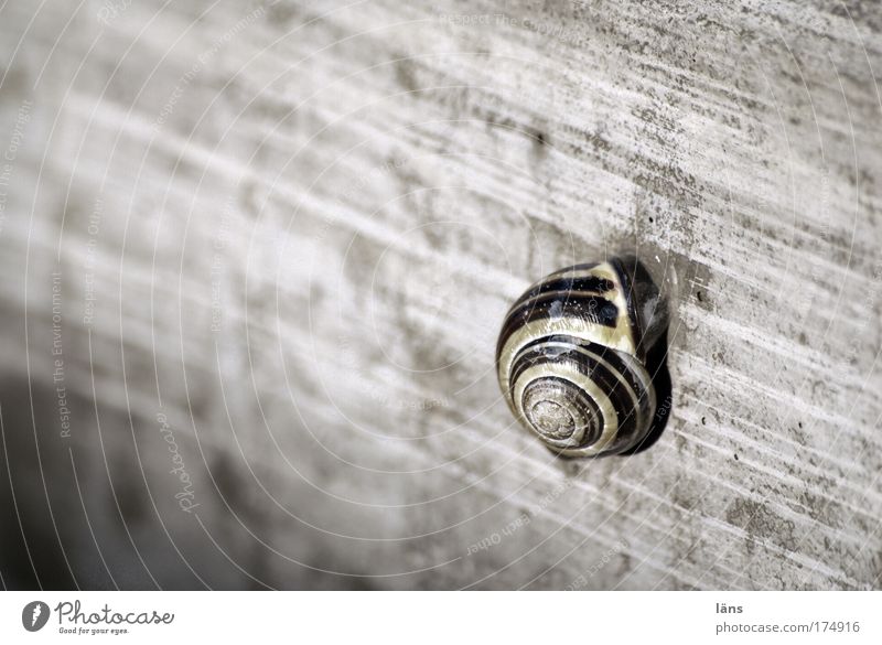 Home Animal Snail Safety Protection Safety (feeling of) Calm Slow motion Concrete Gray Stagnating Withdraw Housing Break Loneliness Stripe Snail shell