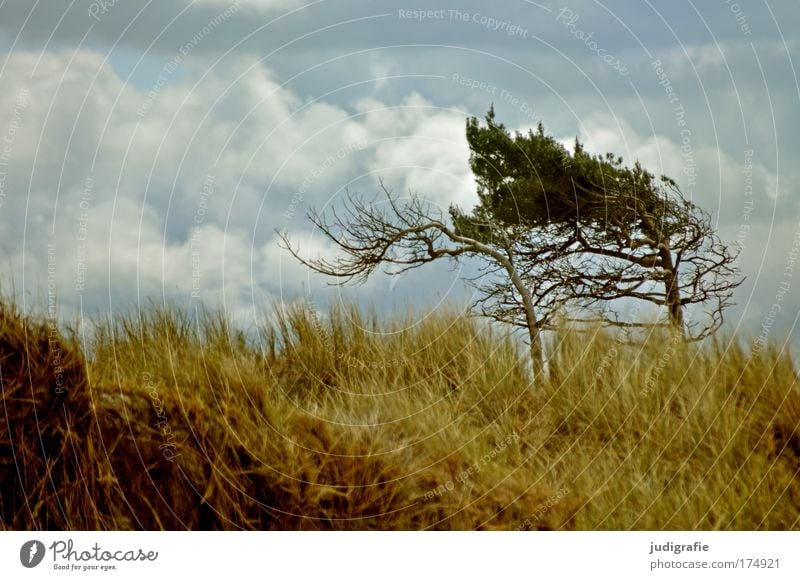 western beach Colour photo Exterior shot Deserted Day Environment Nature Landscape Plant Sky Clouds Climate Wind Tree Grass Coast Beach Baltic Sea Ocean Wild