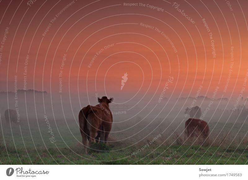 On the pasture Nature Landscape Sunrise Sunset Summer Fog Field Willow tree Animal Farm animal Cow Group of animals Esthetic Calm Inspiration Moody Colour photo