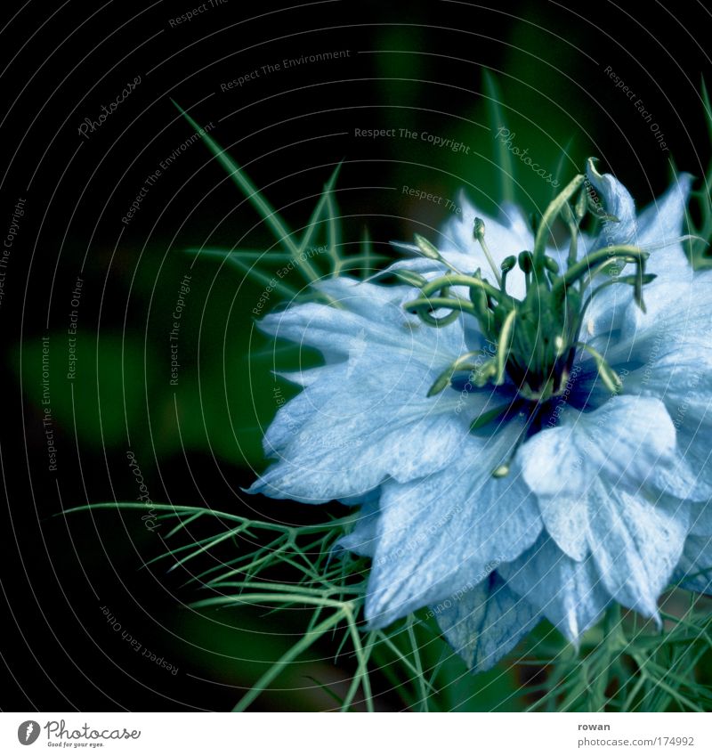 blue Colour photo Exterior shot Day Environment Nature Plant Flower Blossom Wild plant Exotic Exceptional Beautiful Point Thorny Blue Romance Delicate