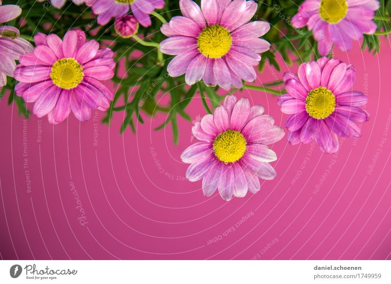 PINk Plant Flower Blossom Esthetic Friendliness Fresh Violet Pink Multicoloured Detail Copy Space bottom