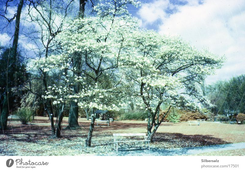 spring Spring Summer Blossom Flower Forest