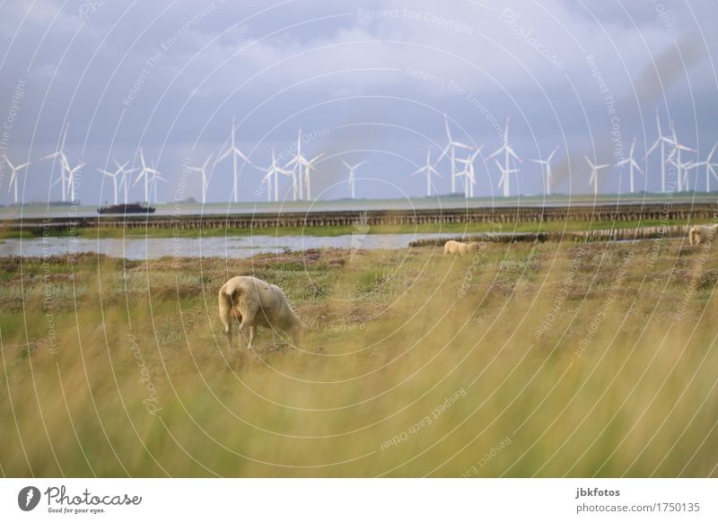 Sheep from behind in front of mudflats and windmills Food Nutrition Environment Nature Landscape Plant Animal Farm animal 3 Herd Cold Wind energy plant