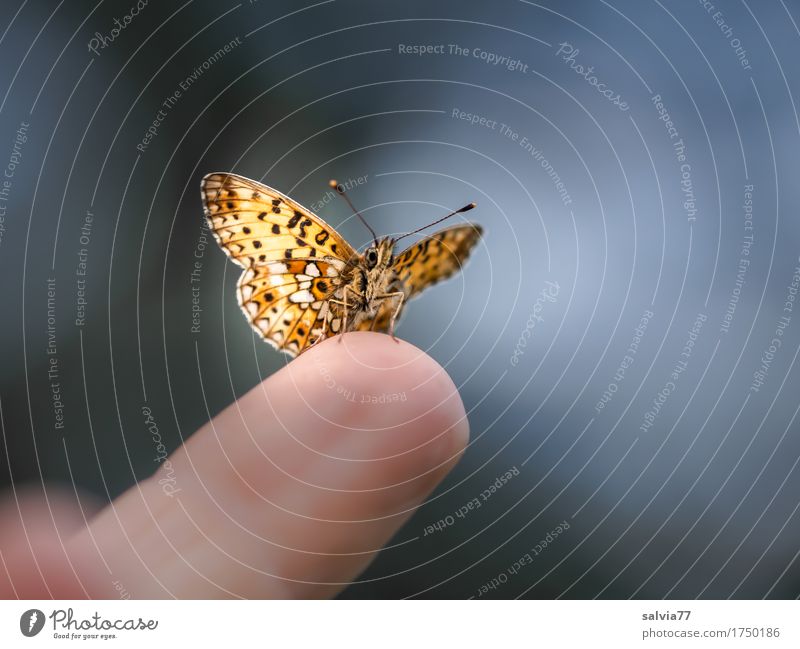 trustingly Fingers Nature Sky Summer Animal Butterfly Wing Insect 1 Brash Free Curiosity Cute Above Blue Brown Gray Black Ease Break Perspective Smooth