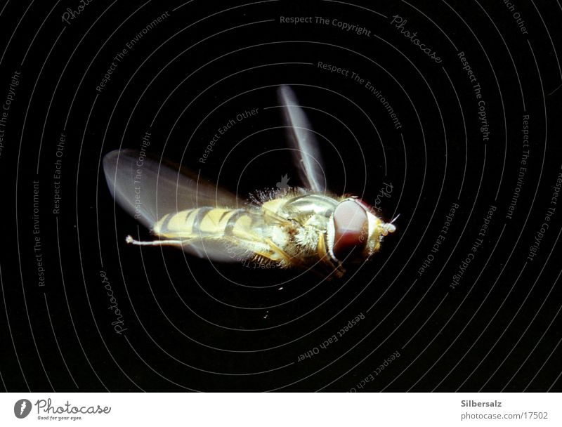 Hoverfly in flight Hover fly Insect Floating Macro (Extreme close-up) Flying insect Aviation aerial photograph