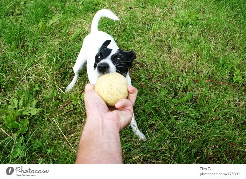 my ball MY ball ::::: Colour photo Exterior shot Deserted Day Lifestyle Joy Plant Animal Pet Farm animal Dog 1 Rutting season Touch Blossoming Think Rotate