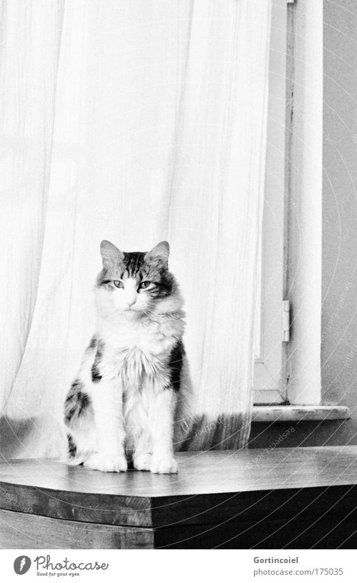 Cingöz Animal Pet Cat Animal face Pelt Paw Angora cat Long-haired Sit Esthetic Elegant Beautiful Power Calm Wisdom Smart Arrogant Pride Window Period apartment