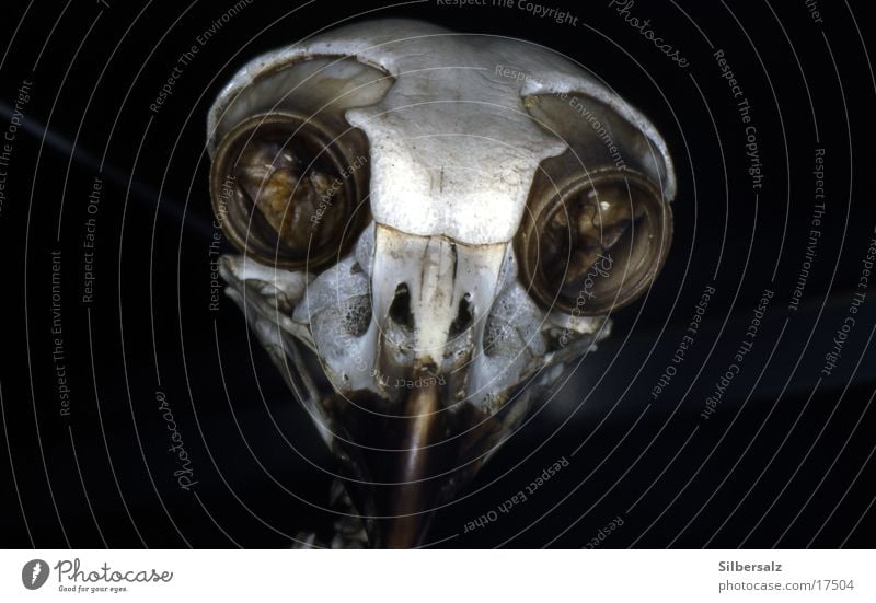death Skeleton Transport Death's head Head