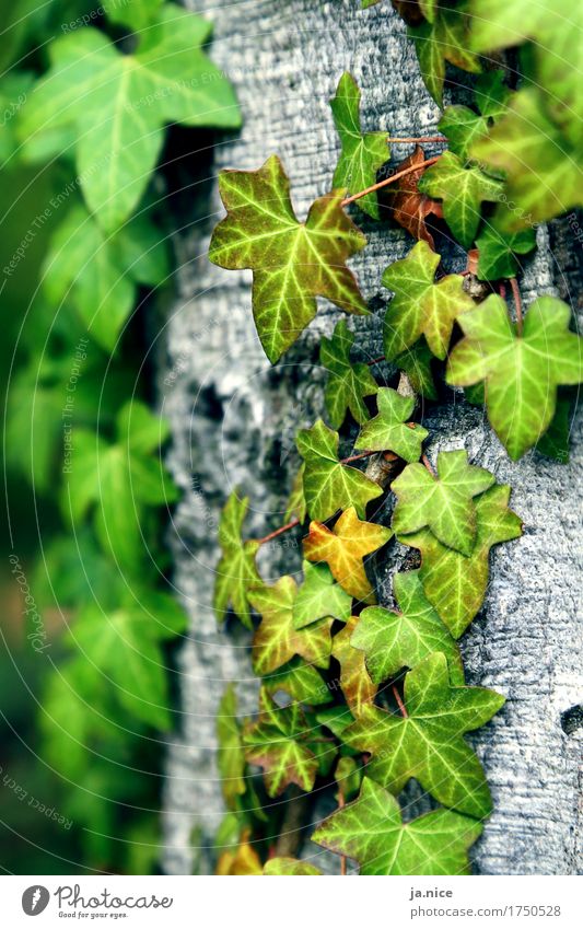 Ivy. Nature Plant Tree Leaf Foliage plant Forest To hold on Natural Gray Green Environment Colour photo Exterior shot Deserted Day Shallow depth of field