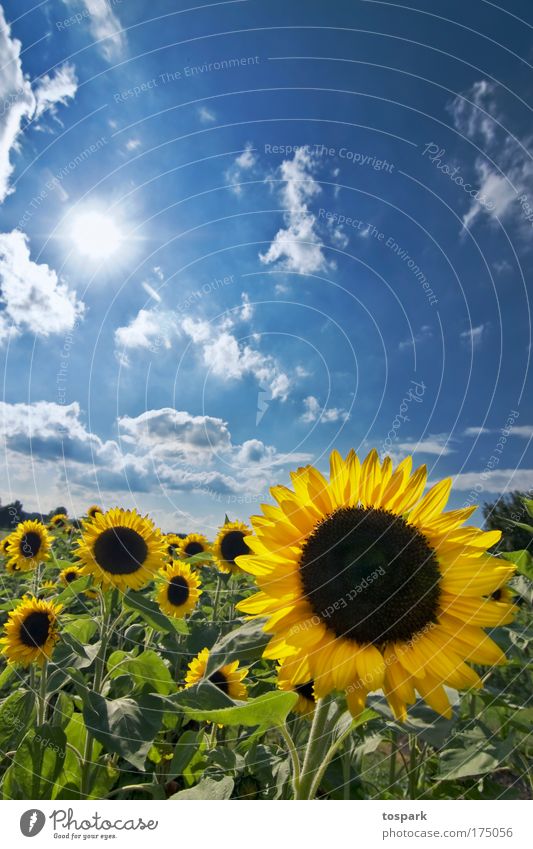 sunflowers Colour photo Multicoloured Exterior shot Deserted Copy Space top Day Sunlight Sunbeam Back-light Central perspective Wide angle Harmonious Summer