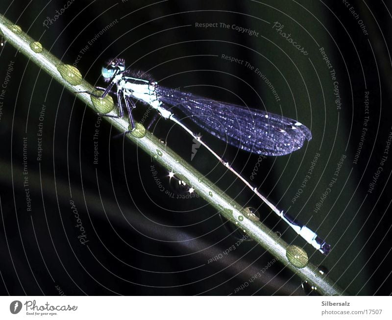 Dragonfly in the rain Drops of water Water Macro (Extreme close-up)