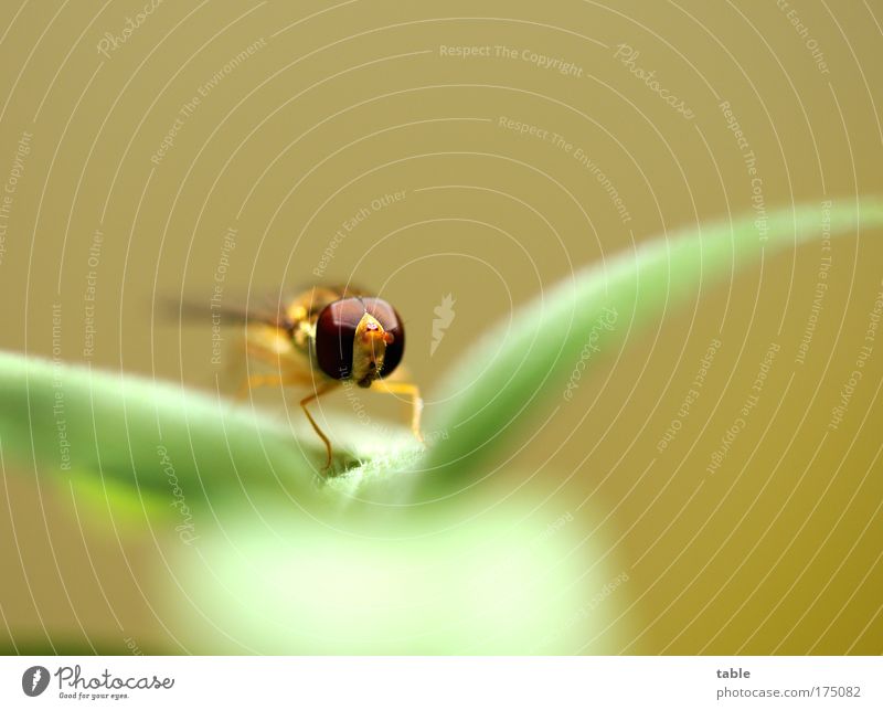 intermediate stop Colour photo Macro (Extreme close-up) Copy Space top Looking into the camera Elegant Relaxation Nature Animal Plant Fly Insect hoverfly 1