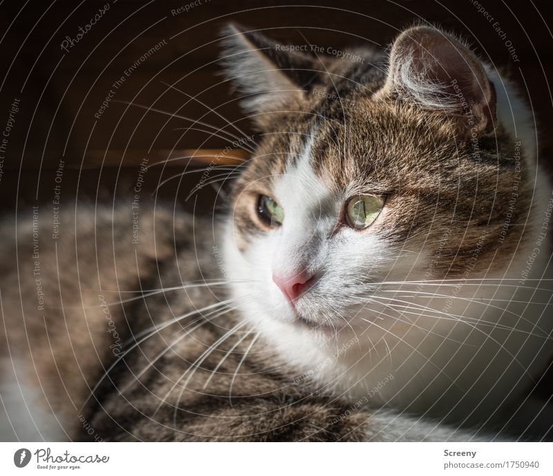 mike Animal Pet Cat 1 Observe Lie Looking Serene Calm Colour photo Exterior shot Deserted Day Light Shadow Sunlight Shallow depth of field Animal portrait