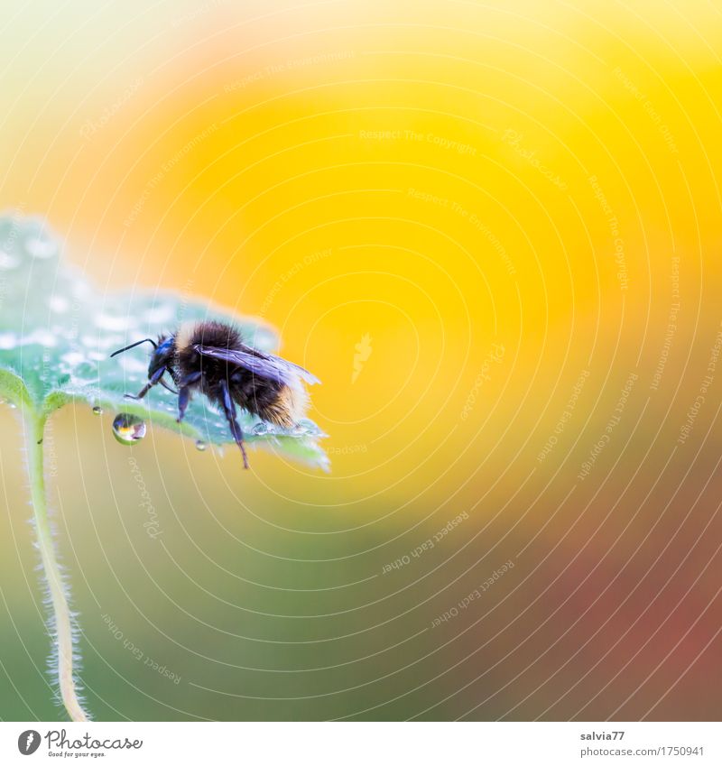 Early in the morning Environment Nature Plant Animal Drops of water Summer Leaf Dew Farm animal Wing Bumble bee Insect 1 Crawl Fresh Natural Above Yellow Green
