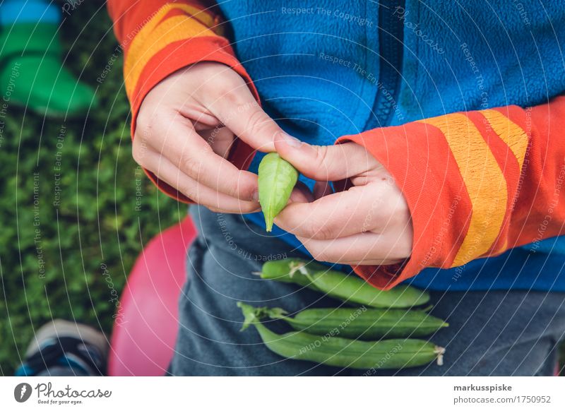 fresh organic peas harvest Food Vegetable Peas Pea pods Nutrition Eating Picnic Organic produce Vegetarian diet Diet Fasting Slow food Joy Happy Healthy Eating