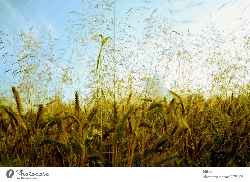 Homeland cornfield Colour photo Exterior shot Day Contrast Sunlight Sunbeam Central perspective Long shot Food Grain Dough Baked goods Nutrition Organic produce