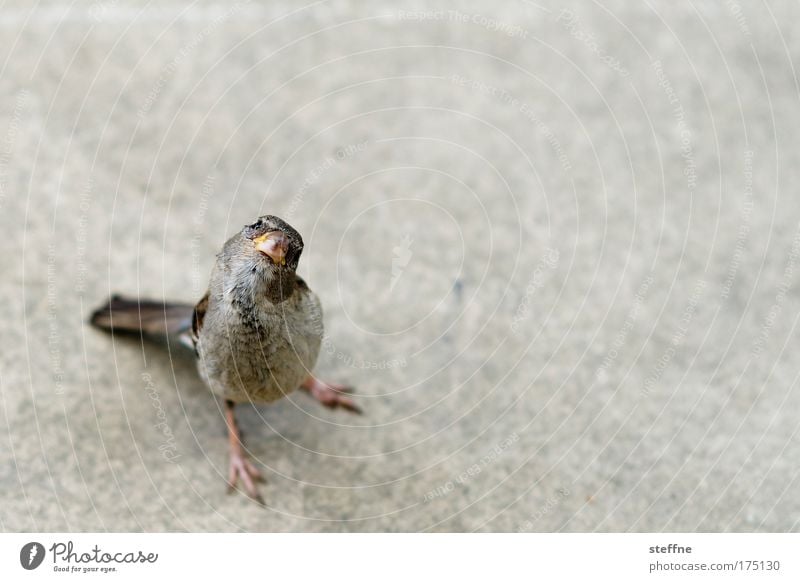 dachshund look Subdued colour Exterior shot Copy Space right Copy Space top Copy Space bottom Neutral Background Day Bird's-eye view Animal portrait