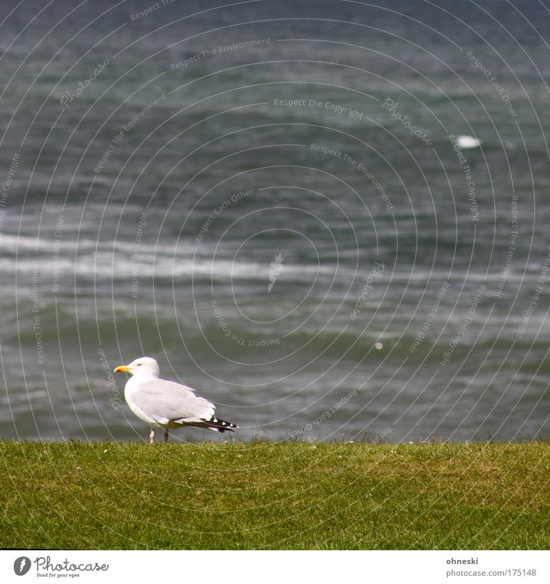 seagull scottish Subdued colour Exterior shot Copy Space top Copy Space middle Animal portrait Profile Water Waves Coast North Sea Bird Seagull 1 Crouch Looking