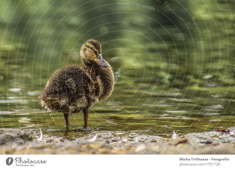 Duckling on the lake Sun Nature Animal Water Sunlight Beautiful weather Lakeside Pond Wild animal Bird Animal face Wing Chick 1 Swimming & Bathing Looking Near